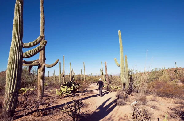 Walker Saguaro Cactus Park Eua — Fotografia de Stock