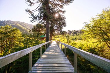 And Dağları, Şili 'deki sıra dışı Araucaria (Araucaria araucana) ağaçları