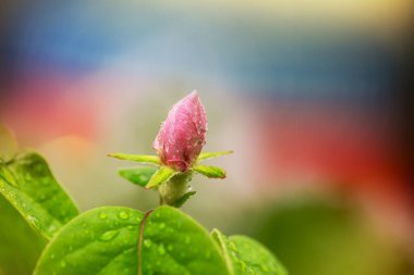 Bahar bahçesinde çiçek açan ağaç. Güzel bahar doğal arka plan.