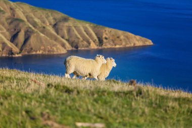 Yeşil dağ çayırındaki koyunlar, Yeni Zelanda 'daki kırsal alan.