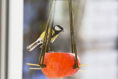 Tohum kutusunun üzerinde oturan daha büyük bir meme faresi kuşu. Kış mevsimi kar soğuk