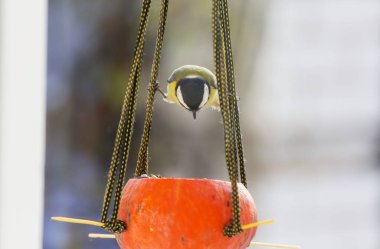 Tohum kutusunun üzerinde oturan daha büyük bir meme faresi kuşu. Kış mevsimi kar soğuk