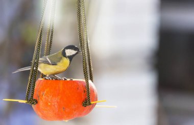 Tohum kutusunun üzerinde oturan daha büyük bir meme faresi kuşu. Kış mevsimi kar soğuk