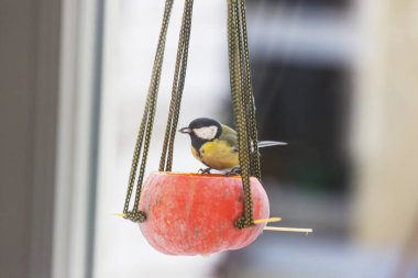Tohum kutusunun üzerinde oturan daha büyük bir meme faresi kuşu. Kış mevsimi kar soğuk