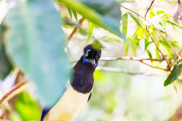 Jay Crista Pelúcia Cyanocorax Chrysops Pássaro Floresta Parque Nacional Das — Fotografia de Stock