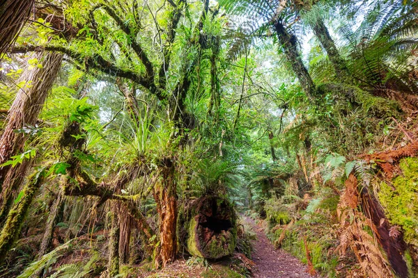 Nya Zeelands Tropiska Djungelskog Grön Naturlig Bakgrund — Stockfoto