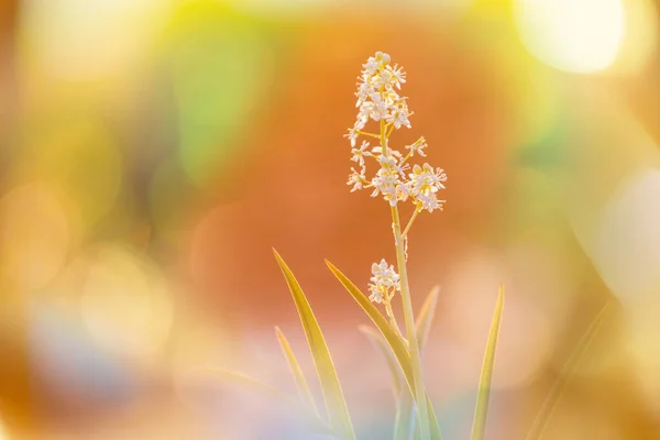 꽃들이 초원의 아름다운 자연적 — 스톡 사진