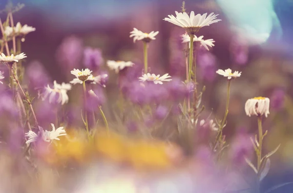 Solig Dag Blomsterängen Vacker Naturlig Bakgrund — Stockfoto