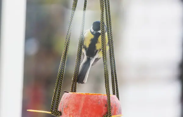 Grotere Tietenmuis Vogel Zittend Een Zaadbus Winterseizoen Sneeuw Koud — Stockfoto