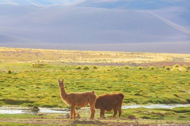 Bolivya 'nın uzak bölgelerindeki Lama