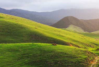 Gündoğumunda Yeni Zelanda 'nın güzel kırsal manzarası