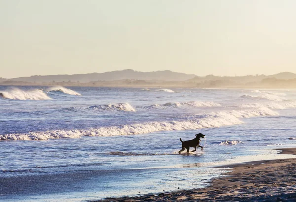Dog Beach New Zealand — Stock Photo, Image