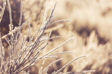 Donmuş sonbahar çayırı kapanıyor. Kış arkaplanı.