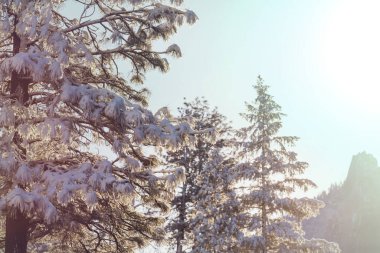 Kışın karla kaplı ağaçlar.