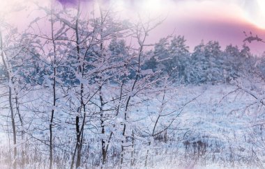Kış mevsiminde karla kaplı orman manzarası. Noel arkaplanı için iyi.