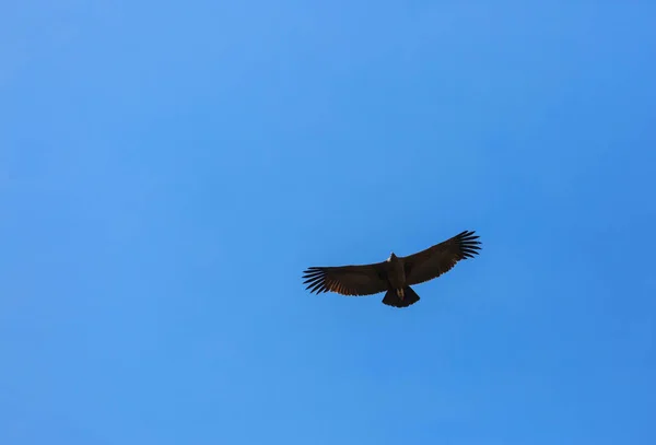 Condor Voador Desfiladeiro Colca Peru — Fotografia de Stock