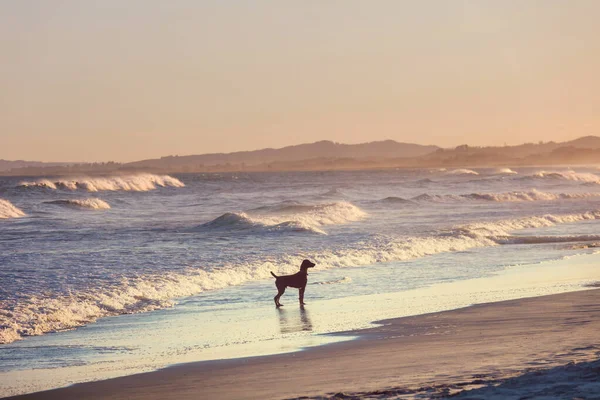 Собака Пляже Новой Зеландии — стоковое фото