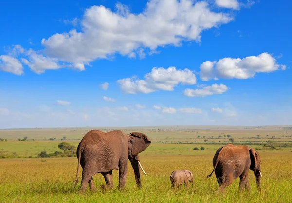 Afrika Safarisindeki Fil Ailesi — Stok fotoğraf