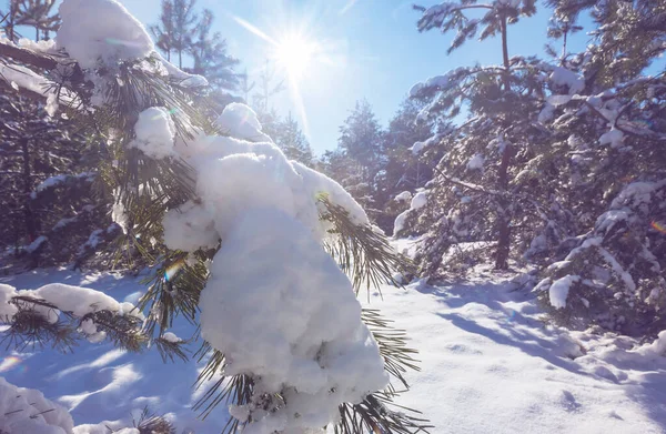 Floresta Coberta Neve Pitoresca Inverno — Fotografia de Stock