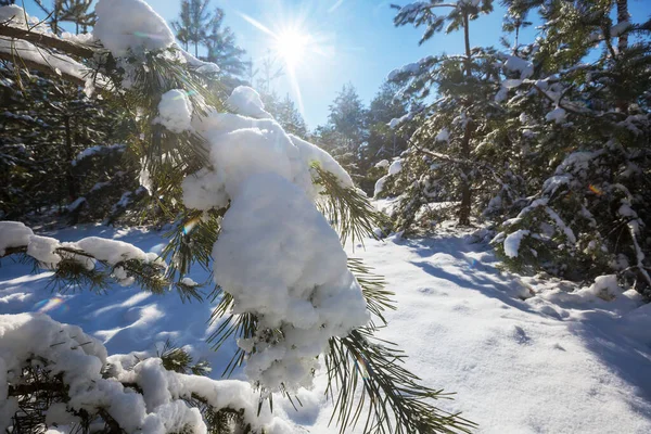 Kışın karla kaplı ağaçlar.