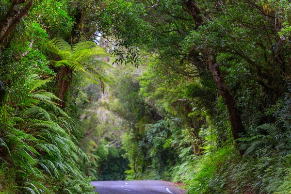 Straße Abgelegenen Dschungel Neuseeland — Stockfoto