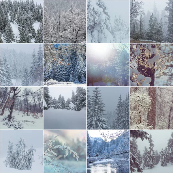 Winter Landscapes Christmas Background Collage — Stock Photo, Image