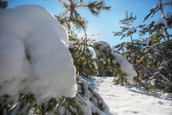 Kış Mevsiminde Karla Kaplı Orman Manzarası Noel Arkaplanı Için Iyi — Stok fotoğraf