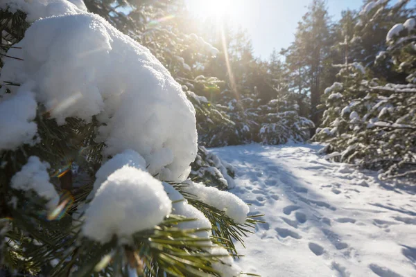 Scenic Besneeuwde Bos Winter Seizoen Goed Voor Kerst Achtergrond — Stockfoto