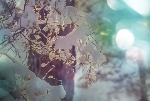 冬天森林里被雪覆盖的树木 — 图库照片
