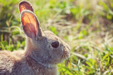 Yeşil arka planda oldukça küçük bir tavşan