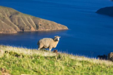 Yeşil dağ çayırlarında koyunlar, Yeni Zelanda 'da kırsal alanlar