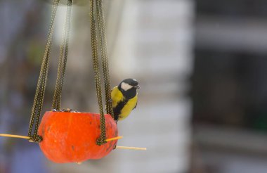 Tohum kutusunun üzerinde oturan daha büyük bir meme faresi kuşu. Kış mevsimi kar soğuk