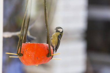 Tohum kutusunun üzerinde oturan daha büyük bir meme faresi kuşu. Kış mevsimi kar soğuk
