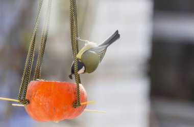Tohum kutusunun üzerinde oturan daha büyük bir meme faresi kuşu. Kış mevsimi kar soğuk