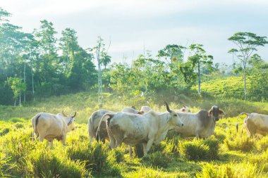 Yeşil çayırlarda beyaz inekler ve boğalar
