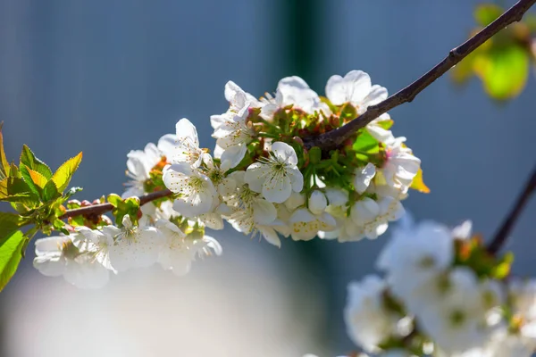 在春天的花园里 樱花盛开 春季背景 — 图库照片