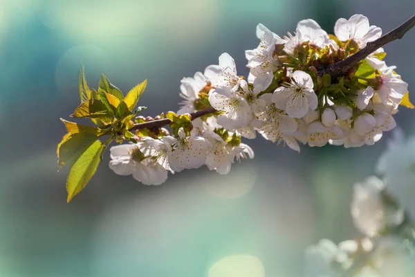 在春天的花园里 樱花盛开 春季背景 — 图库照片