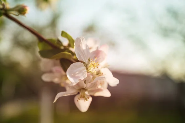 Árvore Florescente Jardim Primavera Bela Primavera Fundo Natural — Fotografia de Stock