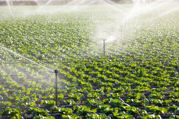 Irrigatie Van Groenten Groene Kool Veld — Stockfoto