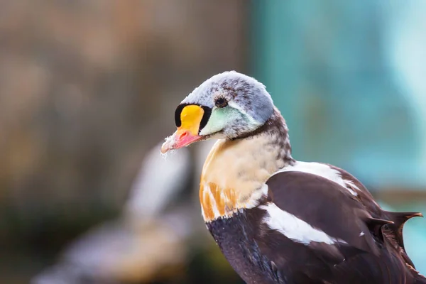 Insolite Oiseau Eider Roi Sur Fond Flou — Photo