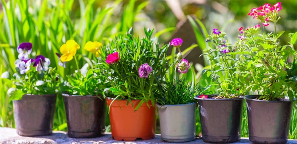 緑の庭の鉢の夏の花 — ストック写真