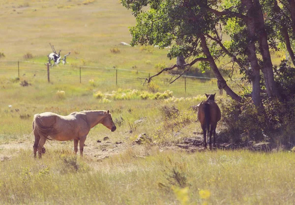 Eine Herde Pferde Auf Einer Herbstlichen Weide — Stockfoto