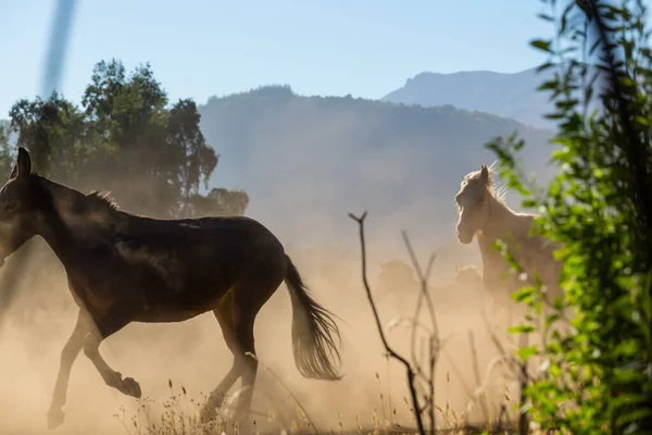 Hästbesättning Fjälläng Sydamerika Chile — Stockfoto