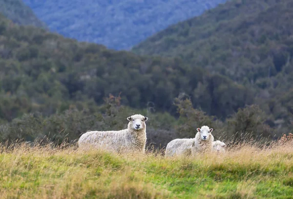 Sheeps Green Mountain Meadow Rural Scene New Zealand — Stock Photo, Image