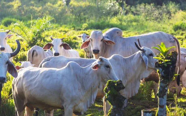 Vacas Blancas Toros Pastizal Verde —  Fotos de Stock