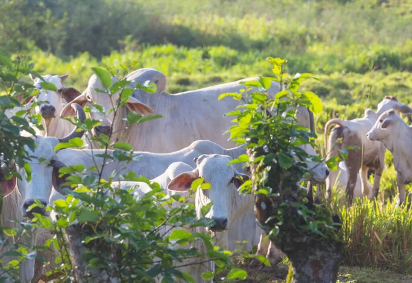 Witte Koeien Stieren Het Groene Grasland — Stockfoto