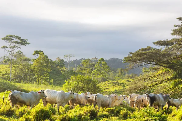 Witte Koeien Stieren Het Groene Grasland — Stockfoto