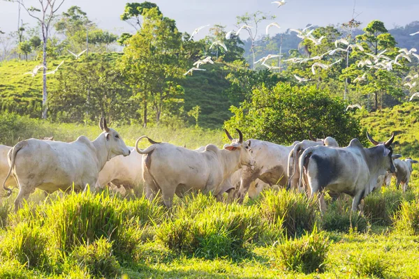 Vacas Blancas Toros Pastizal Verde —  Fotos de Stock