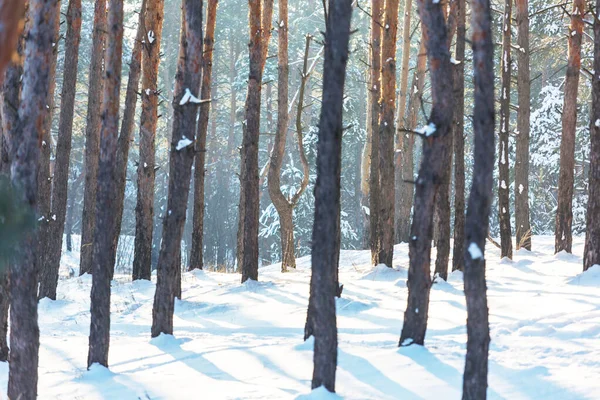 Bosque Cubierto Nieve Escénica Temporada Invierno Bueno Para Fondo Navidad —  Fotos de Stock