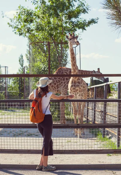 动物园长颈鹿附近的年轻女子 — 图库照片